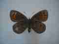 Erebia triaria hispanica female (aberration verso) Internet Image property of respective owner, non-commercial use only